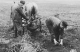 Kartoffeln Aufschleudern 1954